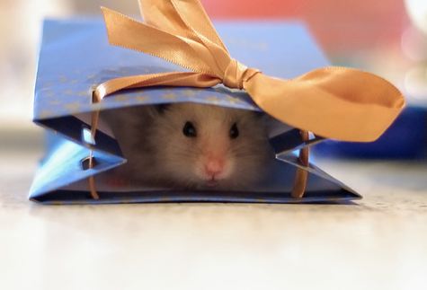 merry christmas hamster